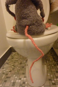 Un rat sur toilettes