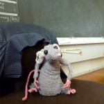 Rat Chaise Prof