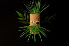 Bouchon Forêt