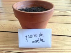 pot et graines menthe